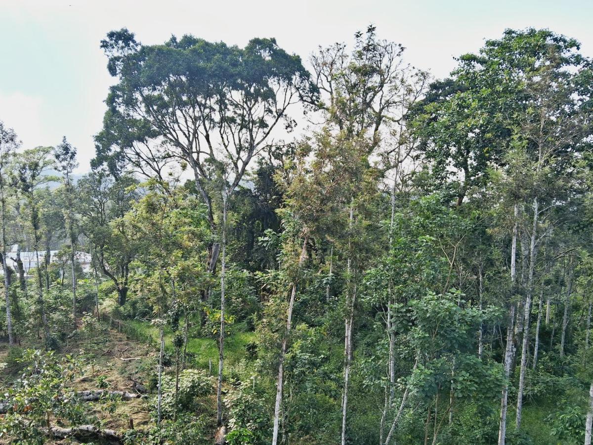 Coorg Teakwood Treasure Homestay 마디케리 외부 사진