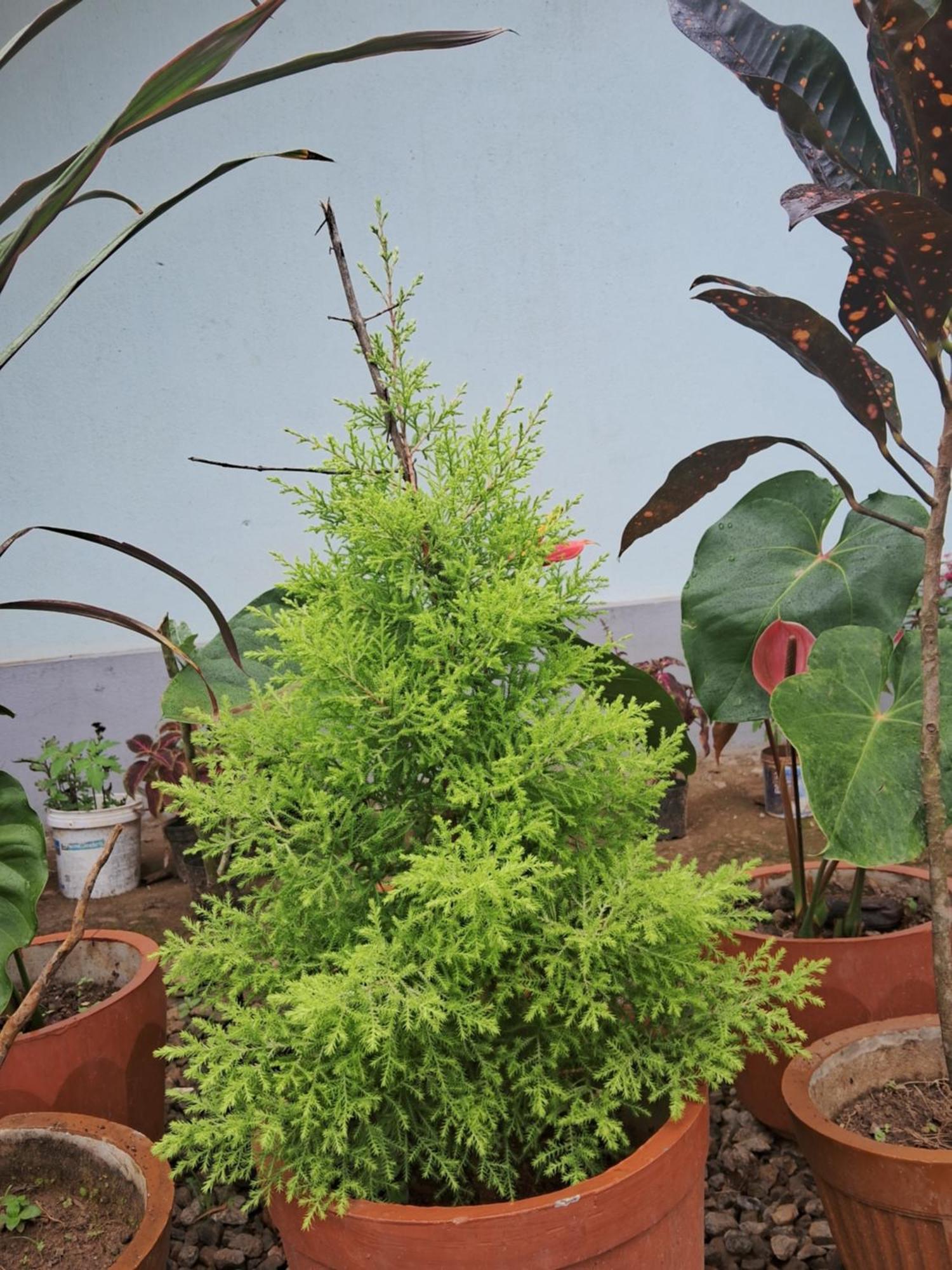 Coorg Teakwood Treasure Homestay 마디케리 외부 사진